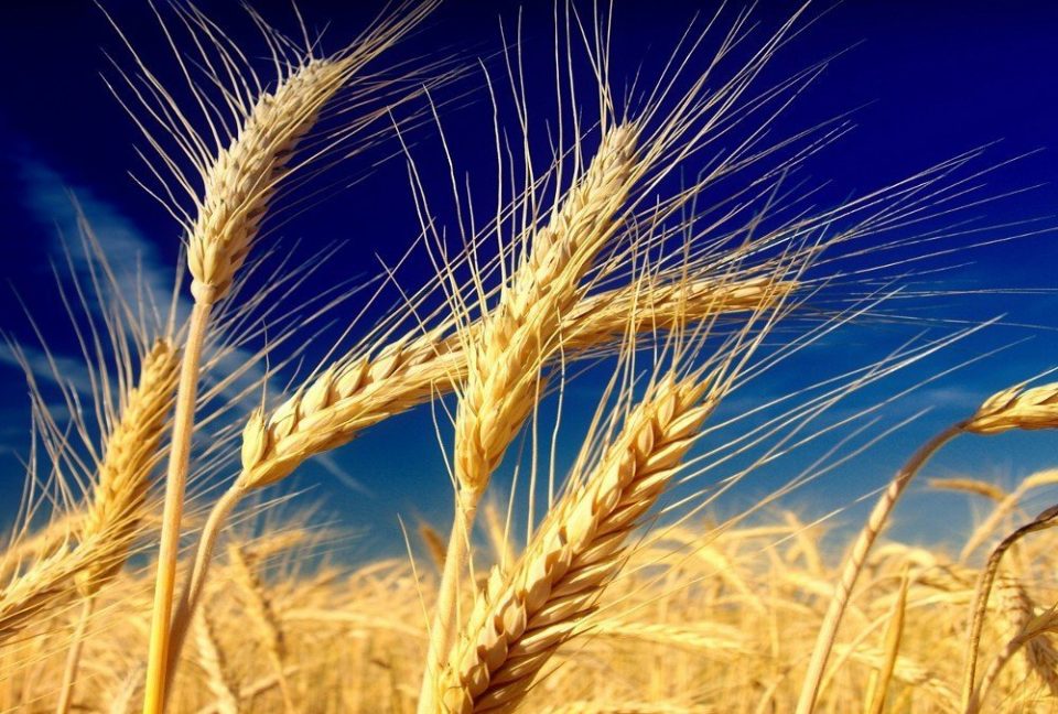 Andiamo A Mietere Il Grano Anno