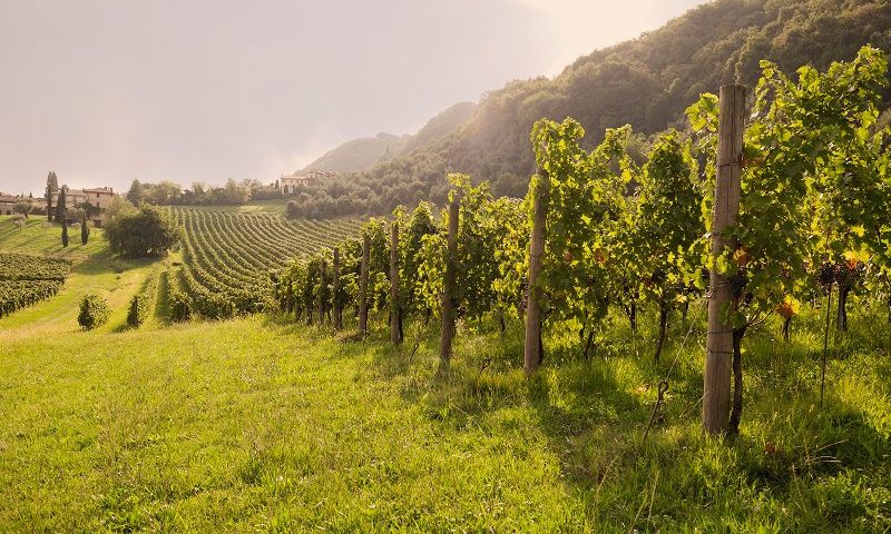 Operai umili e riconoscenti nella Vigna del Signore – XXV Domenica Ord A