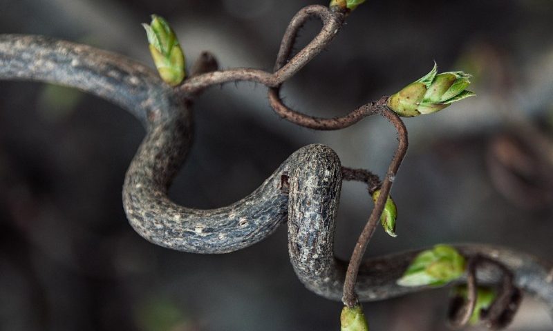 Il cristiano, segno di speranza – II Avvento (A)