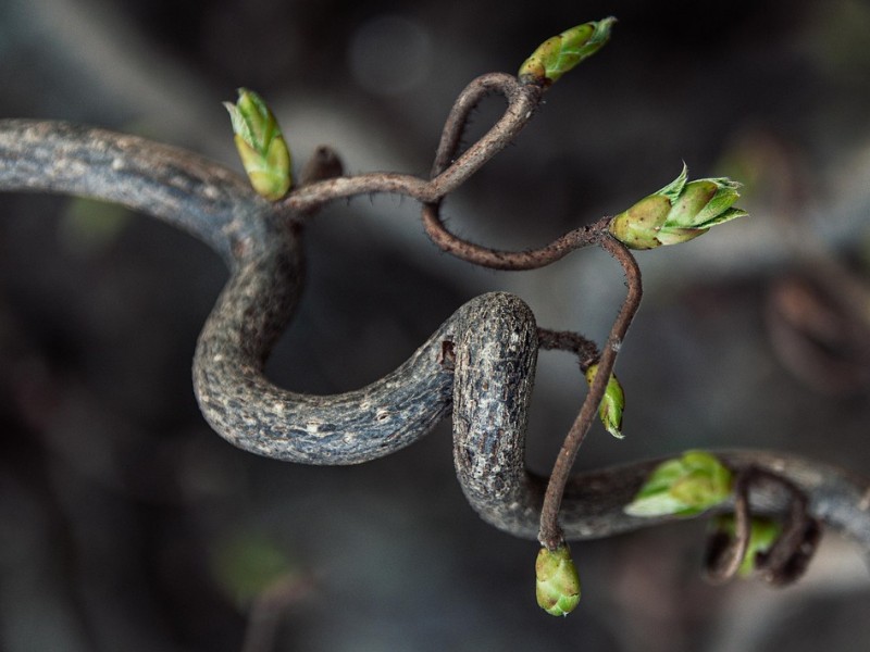 Il cristiano, segno di speranza – II Avvento (A)