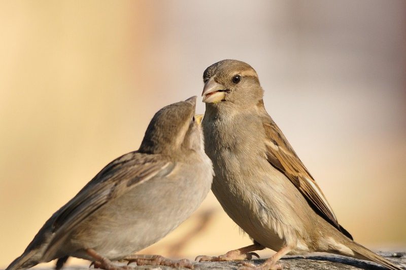 valete più di molti passeri