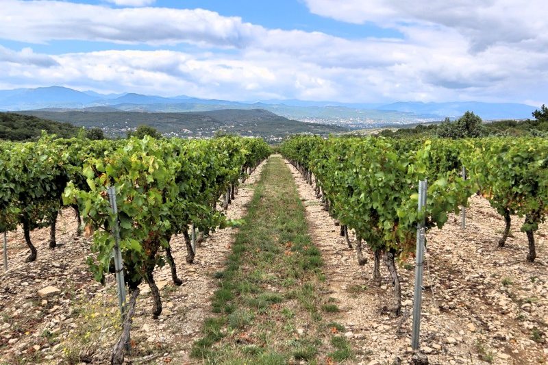 tutti a lavoro nella Vigna del Signore
